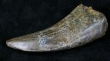 Large Tyrannosaur Tooth - Montana #21350-4